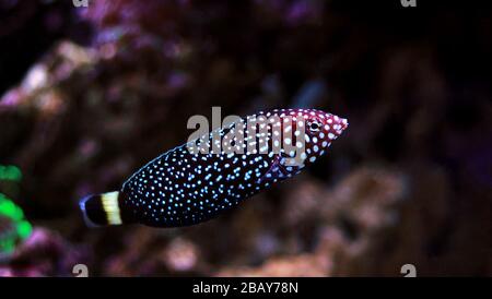 Weiß gefleckter Salzwasserwrassenfisch - Melanurus Anampses Stockfoto