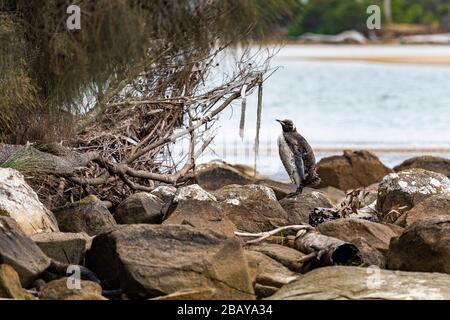 King Pinguin steht am felsigen Strand, Tasmanien, während der Schmelze. Seltene Sichtung in der Cloudy Bay Lagoon, Bruny Island. Kopierbereich. Stockfoto