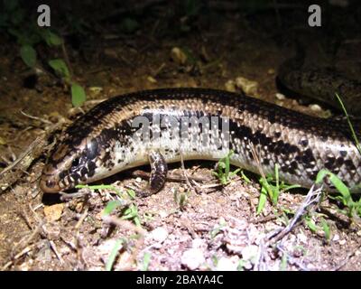 Nahaufnahme eines okellierten Skinks, Chalcides ocellatus, der auf dem Boden kriecht Stockfoto