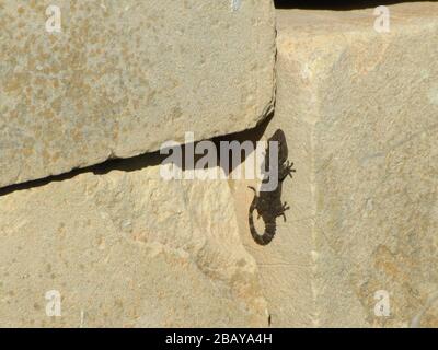 Maurischer Gecko befestigt Festklammern auf einer flachen Felsoberfläche auf Ein sonniger Tag Stockfoto