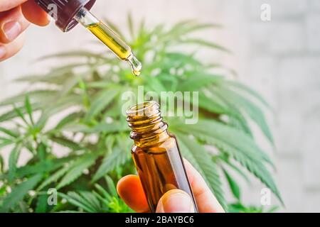 Hand hält Flasche Cannabis Öl gegen Marihuana-Pflanze, CBD-Öl in Pipette Stockfoto