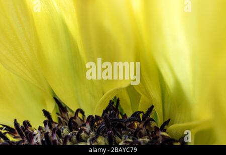 Makroaufnahme einer schönen gelben Sonnenblume Stockfoto