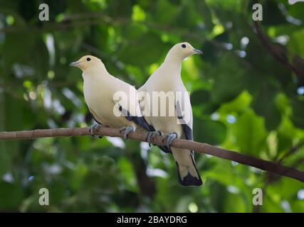 Das Paar der Pied-Kaisertauben (Ducula bicolor) blickt auseinander Stockfoto