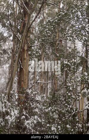 Eschenbäume in Schnee in der Nähe von Mount Donna Buang und Warburton. Stockfoto