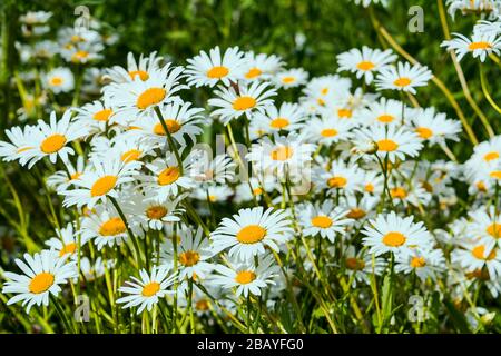 Sommerlicher sonniger Tag auf der blühenden Weissblumenwiese Stockfoto