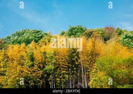 Bergwald im Dorf in Matsuyama, Japan Stockfoto