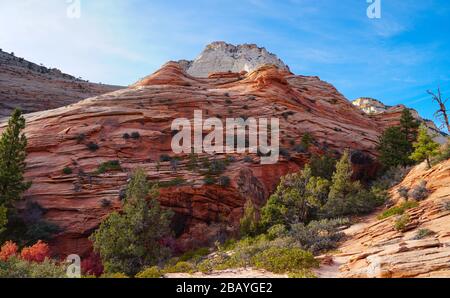 Die schönen Farben und Texturen der Sandsteinfelsen im Zion National Park werden durch die Herbstfarben des umgebenden Laubes verstärkt. Stockfoto