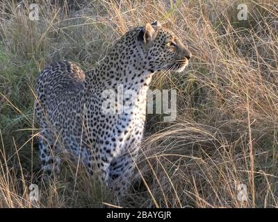 Nahaufnahme des Leoparden, der nach rechts auf masai mara blickt Stockfoto