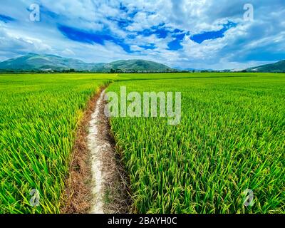 Reisfeld, Grünreisprossen auf der Wiese. Junger grüner Reis. Ackerland. Blick auf die Berge, Landwirtschaft in Asien. Stockfoto