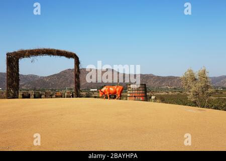 Orangenbulle in der Nähe eines Baumkronendaches im Guadalupe Tal (Valle De Guadalupe) Stockfoto