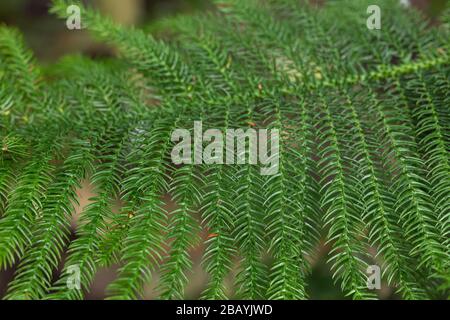 Heterophyll araucaria Nadelbaum Zweig Seitenansicht. Junge flauschige grüne Fichte oder Haus-Kiefer. Naturtapeten oder Hintergrundkonzept. Element von ch Stockfoto