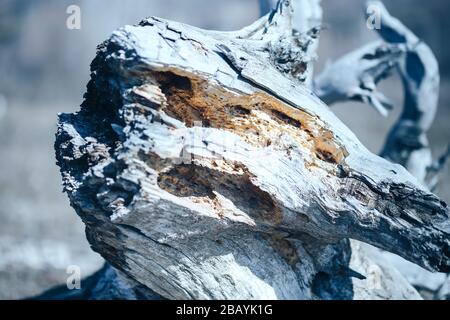 Spechtlöcher im alten Baumschnack sterben am sonnigen Frühlingstag Stockfoto