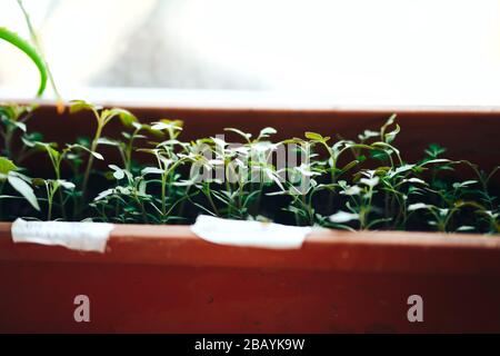 Junge Tomatensiedelsprossen in den plasischen Töpfen an Fensterschweller. Gartenkonzept Stockfoto