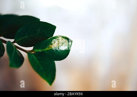 Zamioculcas Pflanzen sich in einem Korbblütentopf auf hellem Hintergrund. Nahaufnahme: Blätter von zamioculcas. Abstrakt Stockfoto