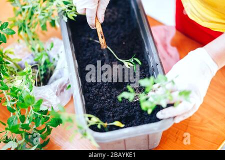 Die Hände der Frau in weißen Handschuhen Pflanzen zu Hause Sämlinge von Tomaten in schwarzem Topf aus Kunststoff ein. Sämlinge in einem Topf verpflanzen Stockfoto