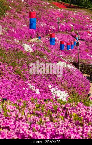 Vertikales Bild der Lampe der Papierlaterne in einem violetten Askaläa-Blumenfeld in Südkorea. Stockfoto