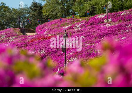 Alte Vintage-Strassenleuchte und blaue Papierlaterne, umgeben von Azalea-Blumenfeldern in Gunpo, Südkorea. Stockfoto