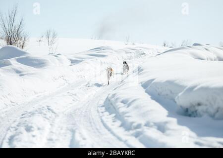 Zwei Lustige, Fröhliche Husky-Hunde Aus Sibirien, Die Im Snowy Park Am Sonnigen Wintertag Zusammen Im Freien Laufen. Lächelnder Hund. Aktive Hunde Spielen Im Schnee. Stockfoto