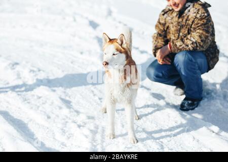 Husky-Hund. Wild Beauty Siberiab Husky Hundeporträt. Winterhintergrund Stockfoto