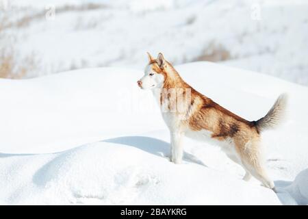 Husky-Hund. Wild Beauty Siberiab Husky Hundeporträt. Winterhintergrund Stockfoto