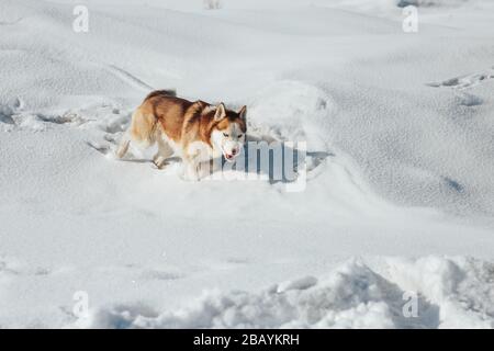 Husky-Hund. Wild Beauty Siberiab Husky Hundeporträt. Winterhintergrund Stockfoto