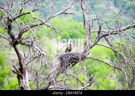 Ein goldener Adler auf dem Nest Stockfoto