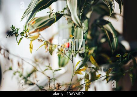 Die leuchtend orangefarbene Beere von solanum oder Nachtschattenhouselant Stockfoto