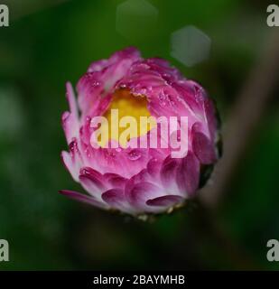 Nahaufnahme der daidigen Kopfblume mit Taupunkt auf verschwommenem Hintergrund Stockfoto