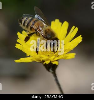 Nahaufnahme der Honigbiene, die auf gelber Löwenblume auf verschwommenem Hintergrund bestäubt wird Stockfoto