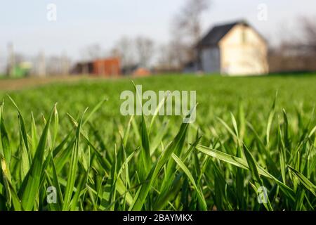 Blätter von jungen Zoeno-Weizen, die auf einem Feld in der Nähe eines Bauernhauses wachsen. Stockfoto