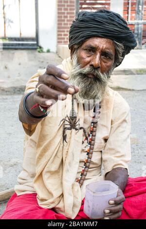 September 2019 Kanpur Indien. Snake Charmer hält Skorpion in der Hand, um zu zeigen. Stockfoto