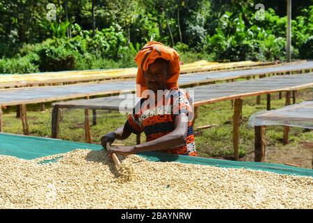 Kaffeebohnen werden sortiert und auf Trockenbetten in Tega&Tula-Kaffeeanwesen in der Region Kaffa in Äthiopien getrocknet. Stockfoto