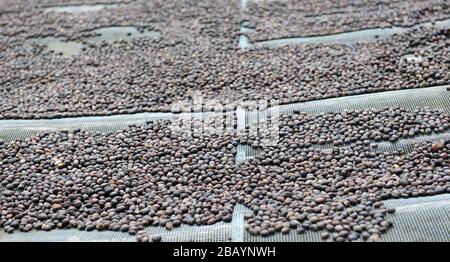 Kaffeebohnen werden sortiert und auf Trockenbetten in Tega&Tula-Kaffeeanwesen in der Region Kaffa in Äthiopien getrocknet. Stockfoto