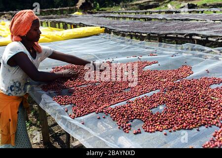 Kaffeebohnen werden sortiert und auf Trockenbetten in Tega&Tula Kaffeestuhlung in der Region Kaffa in Äthiopien sonnengetrocknet. Stockfoto