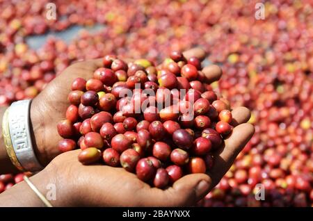 Kaffeebohnen werden sortiert und auf Trockenbetten in Tega&Tula Kaffeestuhlung in der Region Kaffa in Äthiopien sonnengetrocknet. Stockfoto