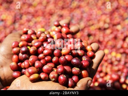 Kaffeebohnen werden sortiert und auf Trockenbetten in Tega&Tula Kaffeestuhlung in der Region Kaffa in Äthiopien sonnengetrocknet. Stockfoto