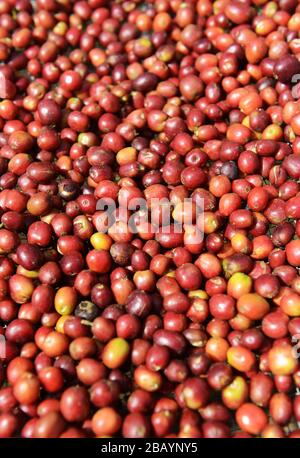 Kaffeebohnen werden sortiert und auf Trockenbetten in Tega&Tula Kaffeestuhlung in der Region Kaffa in Äthiopien sonnengetrocknet. Stockfoto