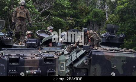 CENTRAL TRAINING AREA, Okinawa, Japan (27. März 2020) Marines with Alpha Company, Battalion Landing Team, 1st Battalion, 5th Marines, 31st Marine Expeditionary Force (MEU), refuel an assault amphibious vehicle (AAV) with another AAV during a Forward Bewaffnung and Refueling Point (FARP). Die Übung diente als Konzeptnachweis für die Verwendung von AAVs zum Transport von Betankungsgeräten und zur unabhängigen Unterstützung eines FARP bei geteilten Vorgängen. Die America Expeditionary Strike Group, 31. MEU-Team, arbeitet im 7. US-Flottengebiet, um die Interoperabilität mit Verbündeten zu verbessern Stockfoto