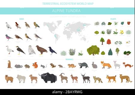 Apine Tundra biome, natürliche Region Infografik. Weltkarte für terrestrisches Ökosystem. Tiere, Vögel und Pflanzen entwerfen Set. Vektorgrafiken Stock Vektor