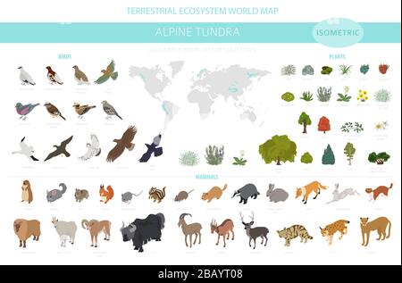 Apine Tundra biome, natürliche Region isometrische Infografik. Weltkarte für terrestrisches Ökosystem. Tiere, Vögel und Pflanzen entwerfen Set. Vektorgrafiken Stock Vektor