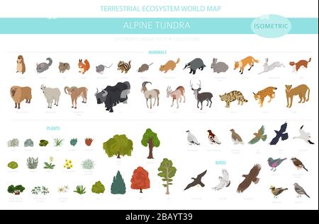 Apine Tundra biome, natürliche Region isometrische Infografik. Weltkarte für terrestrisches Ökosystem. Tiere, Vögel und Pflanzen entwerfen Set. Vektorgrafiken Stock Vektor