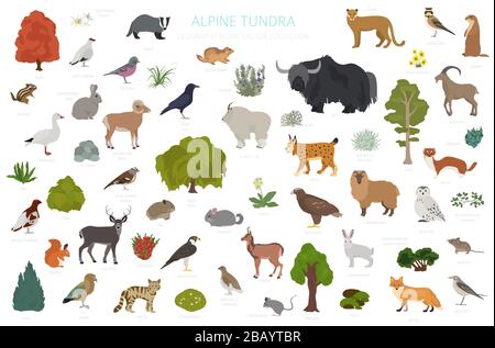 Apine Tundra biome, natürliche Region Infografik. Weltkarte für terrestrisches Ökosystem. Tiere, Vögel und Pflanzen entwerfen Set. Vektorgrafiken Stock Vektor