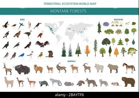 Montane Waldbiome, naturnahe Infografik. Weltkarte für terrestrisches Ökosystem. Designset für Tiere, Vögel und Vegetationen im Ökosystem. Vektor illustrr Stock Vektor