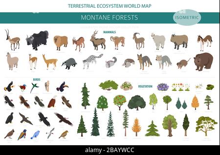 Montane Waldbiome, naturnahe Infografik. Isometrische Version. Weltkarte für terrestrisches Ökosystem. Tier-, Vogel- und Vegetationsdesign Stock Vektor