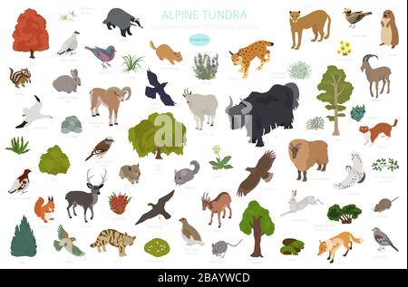 Apine Tundra biome, natürliche Region isometrische Infografik. Weltkarte für terrestrisches Ökosystem. Tiere, Vögel und Pflanzen entwerfen Set. Vektorgrafiken Stock Vektor