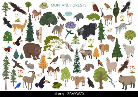 Montane Waldbiome, naturnahe Infografik. Isometrische Version. Weltkarte für terrestrisches Ökosystem. Tier-, Vogel- und Vegetationsdesign Stock Vektor