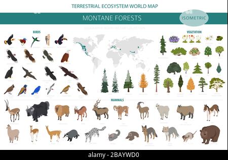 Montane Waldbiome, naturnahe Infografik. Isometrische Version. Weltkarte für terrestrisches Ökosystem. Tier-, Vogel- und Vegetationsdesign Stock Vektor