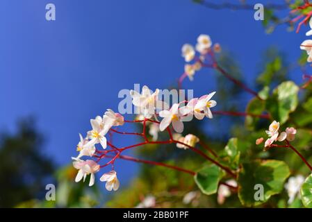 Weiße und hellrosa Begonienblüten blühen im Frühjahr gegen den blauen Himmel. Stockfoto