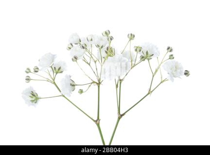 Zweige mit Blumen von Gypsophila isoliert auf weißem Hintergrund Stockfoto