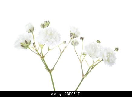 Nahaufnahme der kleinen weißen Zigesinophila (Baby's-Breath)-Blumen, isoliert auf weißem Hintergrund. Stockfoto